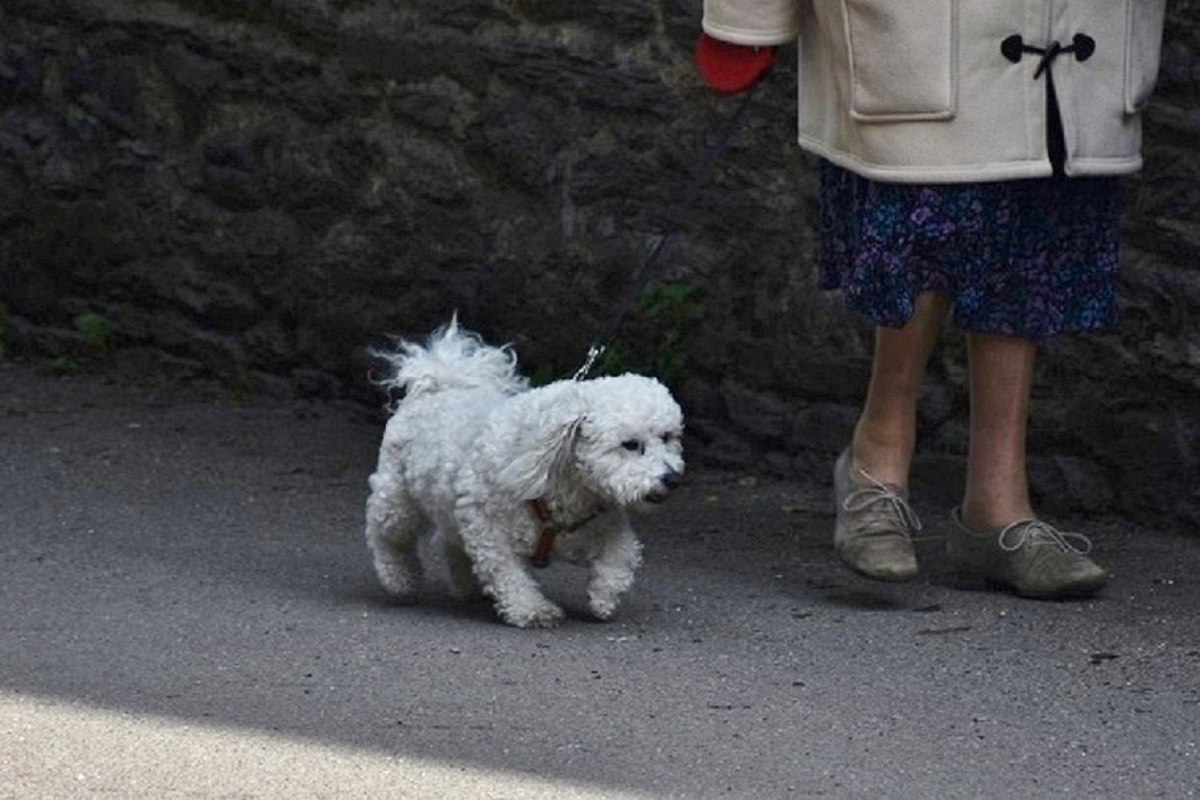 Dog walking