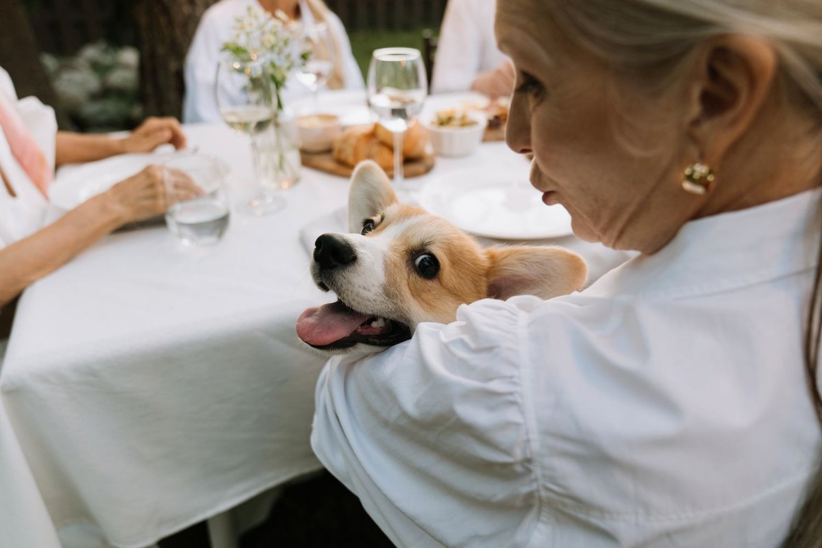 A small dog cuddled with loving care